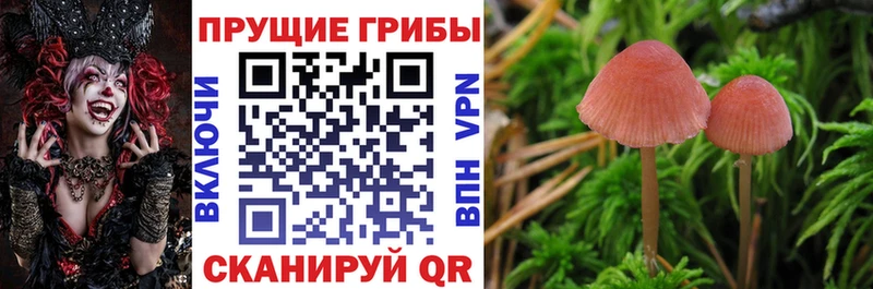 blacksprut вход  Чердынь  Галлюциногенные грибы Magic Shrooms 